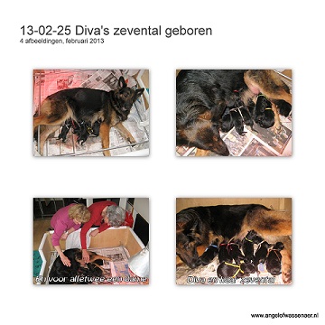 Oudduitse Herder pups geboren bij des Quatre Montagnes